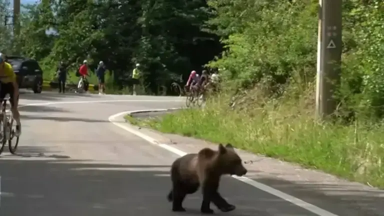 Un orso attraversa la strada davanti ai corridori durante la tappa del Sibiu Cycling Tour 2026 verso Bâlea Lac