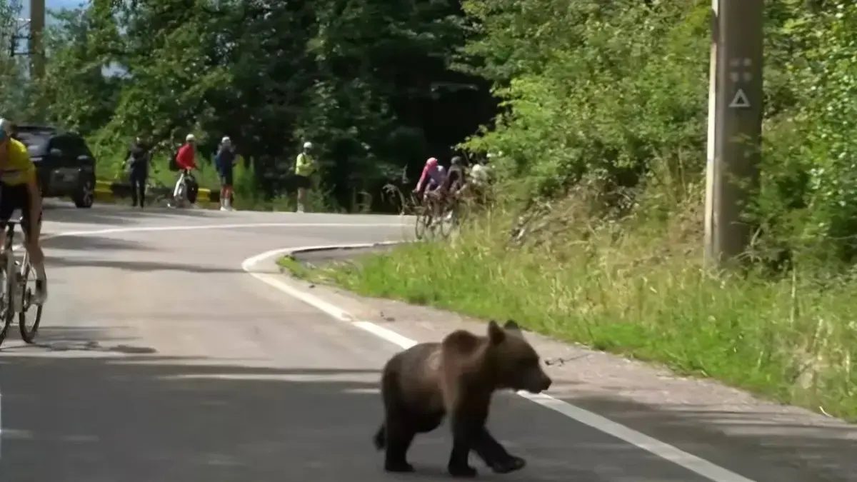 Un orso attraversa la strada davanti ai corridori durante la tappa del Sibiu Cycling Tour 2026 verso Bâlea Lac