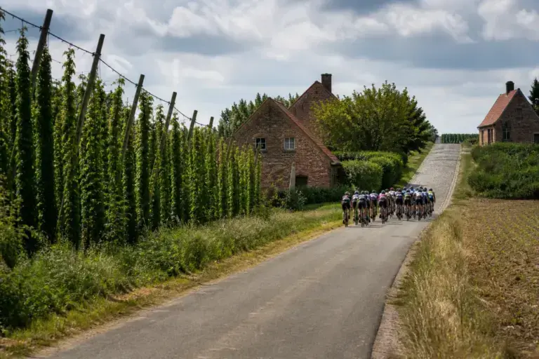 Illustrazione editoriale: gruppo di ciclisti su una strada rurale nelle Fiandre